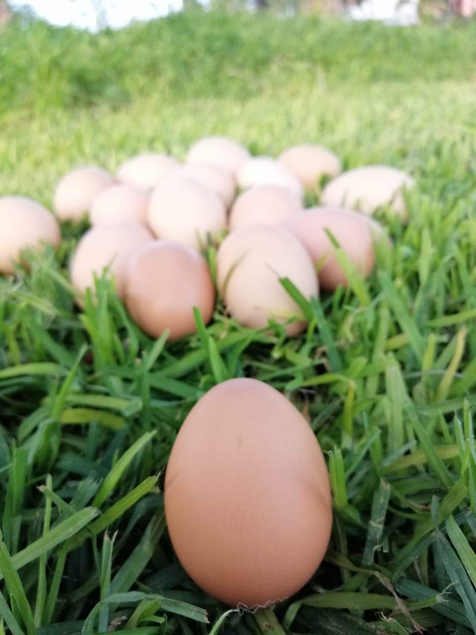 Huevo De Gallina Libre Pastoreo