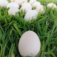 Huevo Crema - Docena