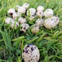 Huevo de Codorniz - Docena