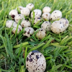 Huevo de Codorniz - Docena